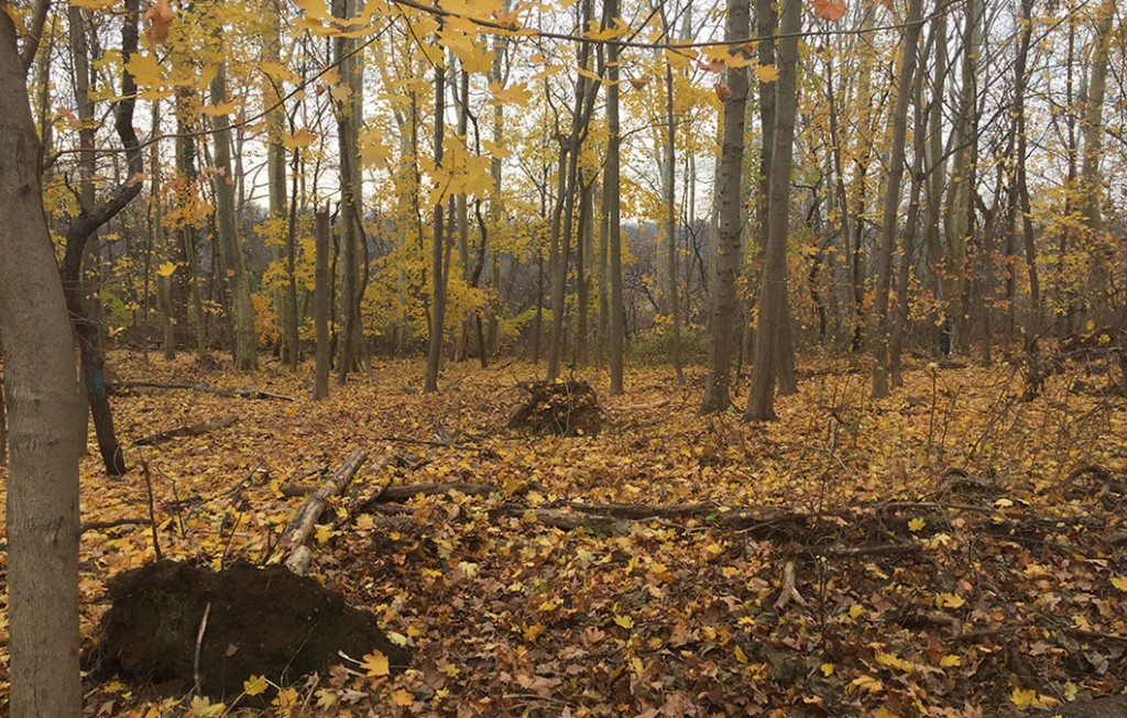 norway maple monoculture