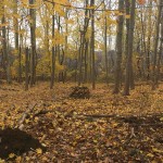 norway maple monoculture