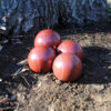 stones set of 4 - red striped