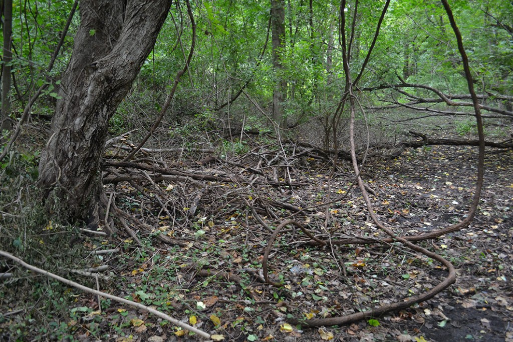 bittersweet vines