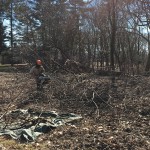 Cutting up a fallen Ailanthus tree