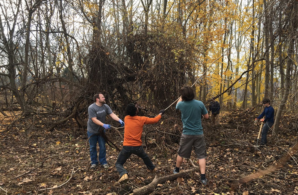 removing invasive vines