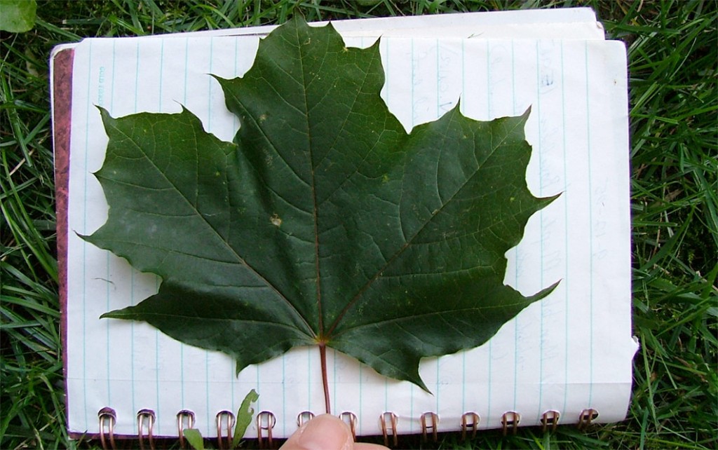 norway maple leaf