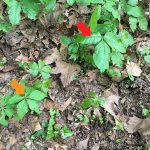 poison ivy and virginia creeper