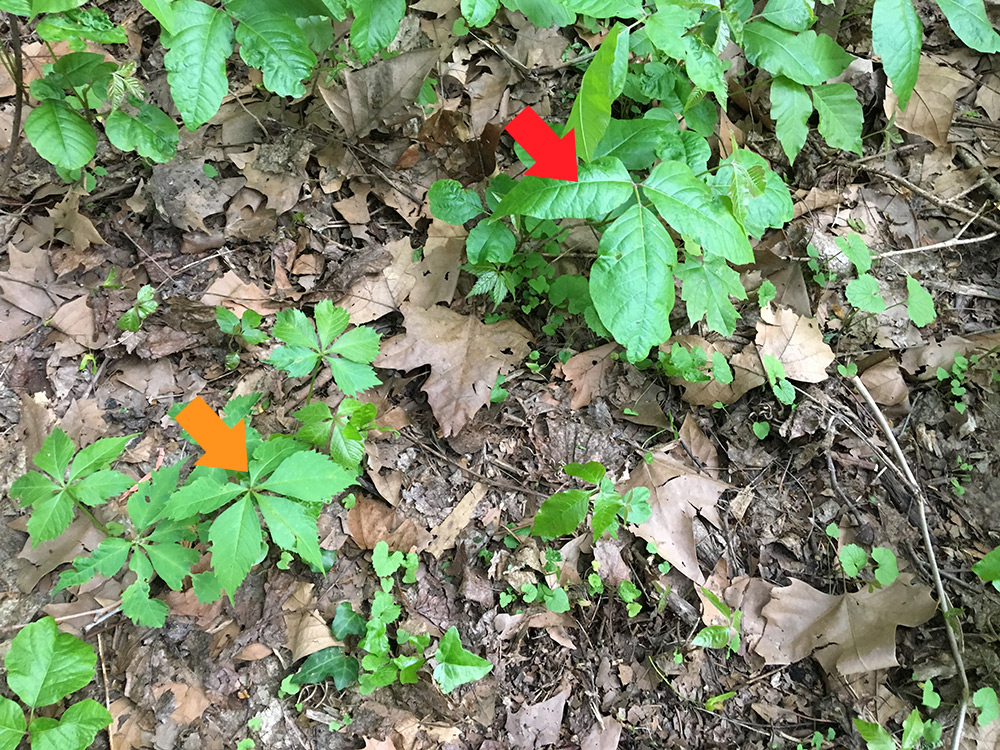 poison ivy and virginia creeper